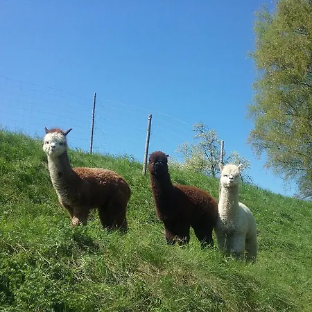 Sweet Alpacas Apartment